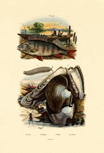 Perch by French School